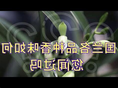 蘭花 意思